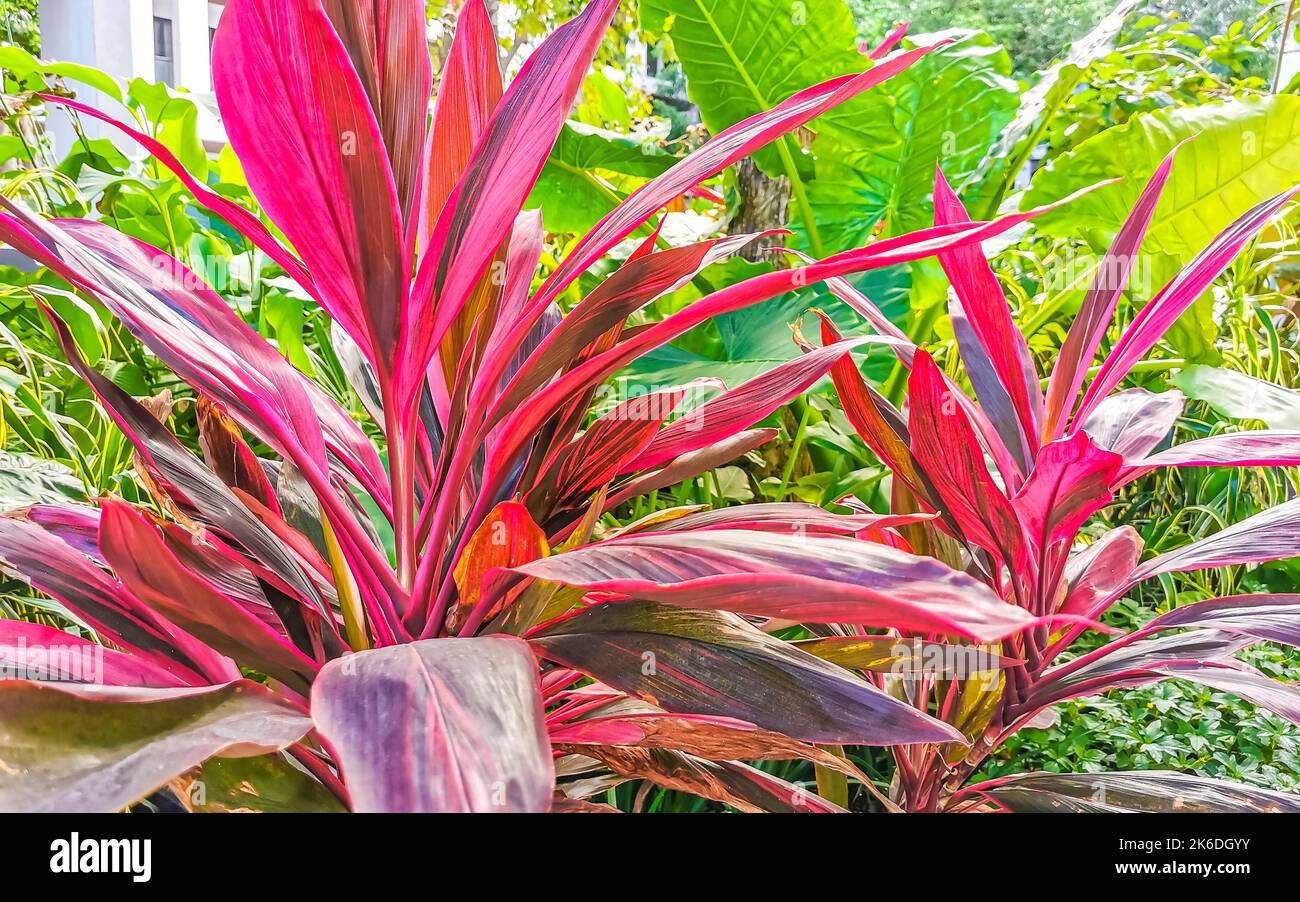 Tropical natural forest purple pink Ti Plant plant palm trees in Playa del Carmen Quintana Roo Mexico. Stock Photo