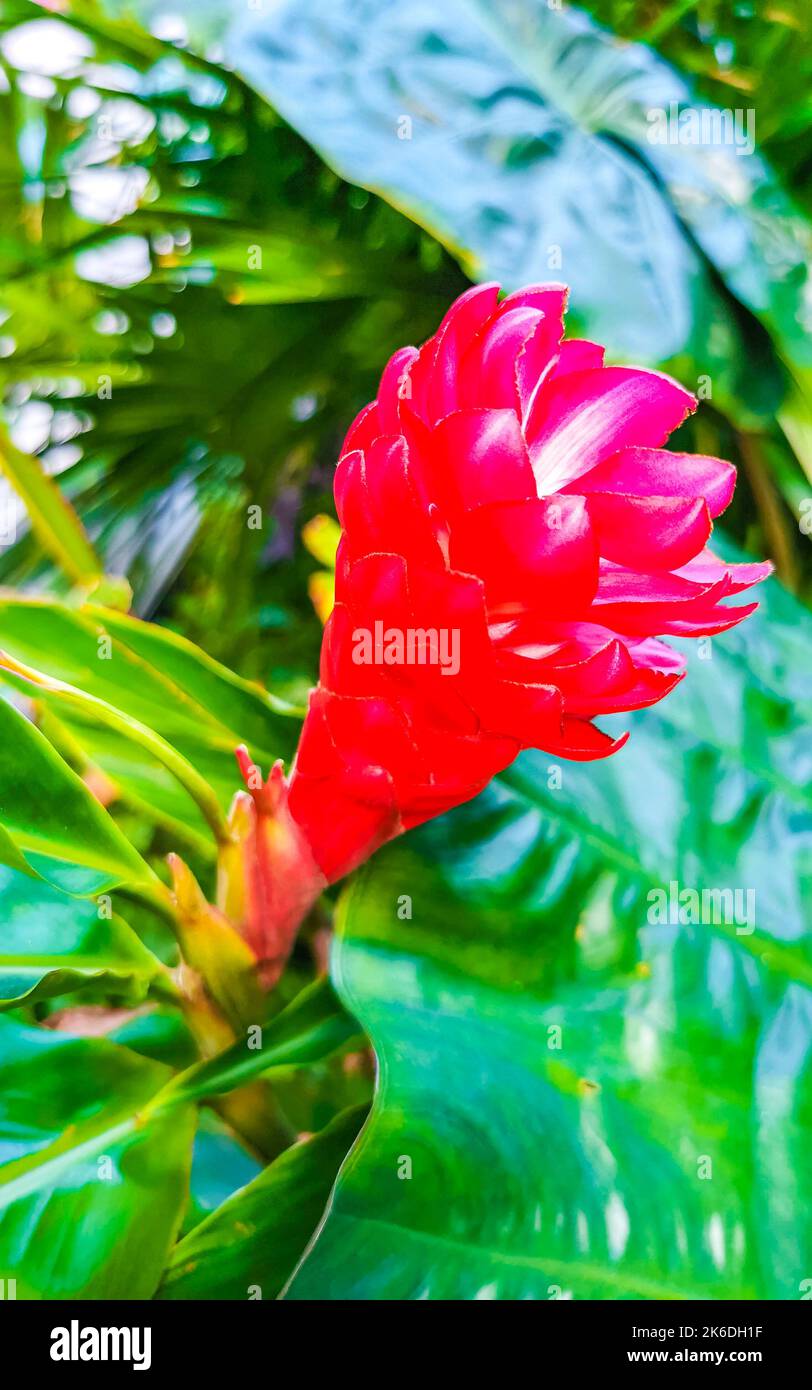 Rare purple red pink ginger flower flowers and plants plant in Playa del Carmen Quintana Roo Mexico. Stock Photo
