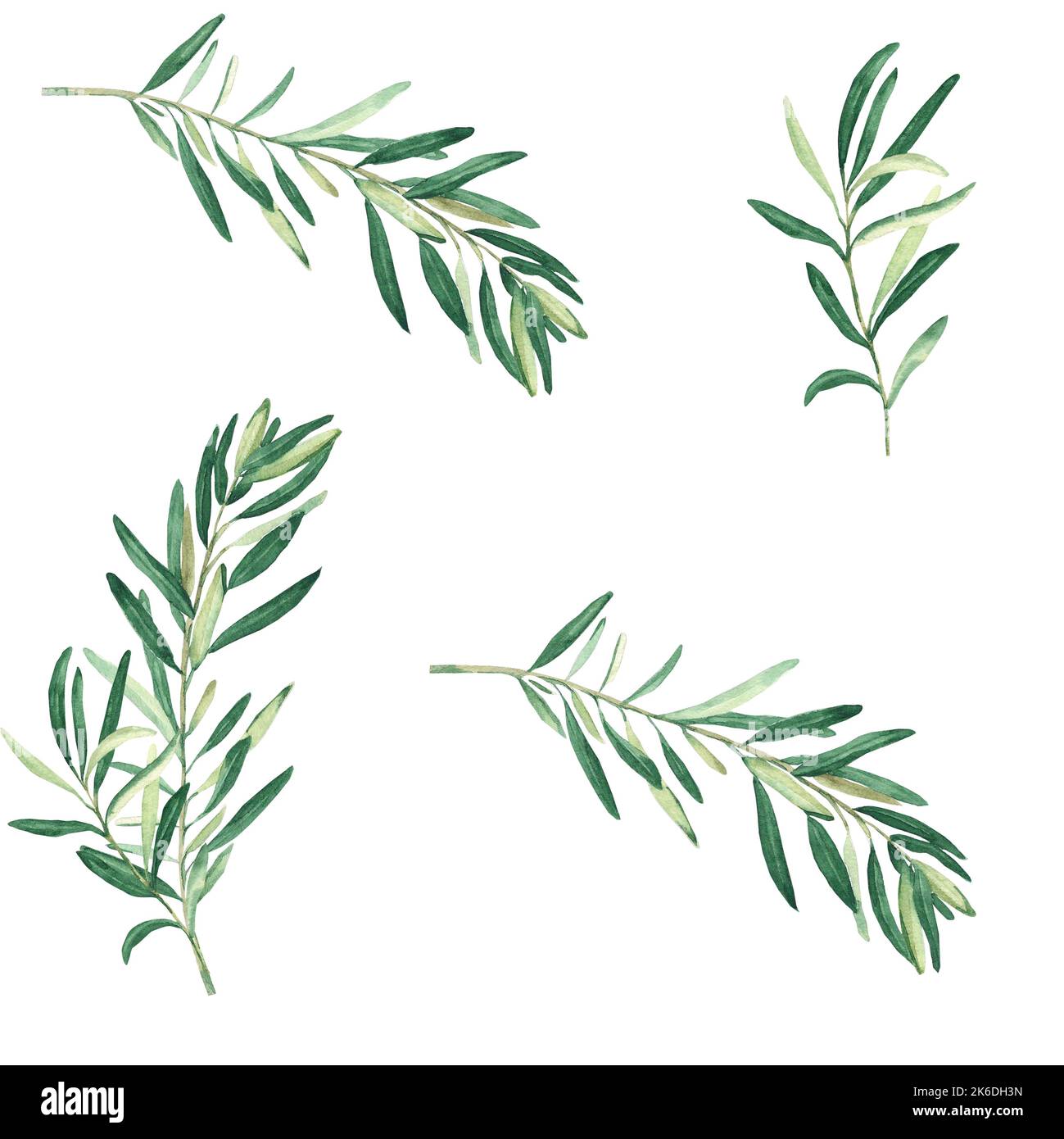 Watercolor seamless pattern with olive branches on a white background ...