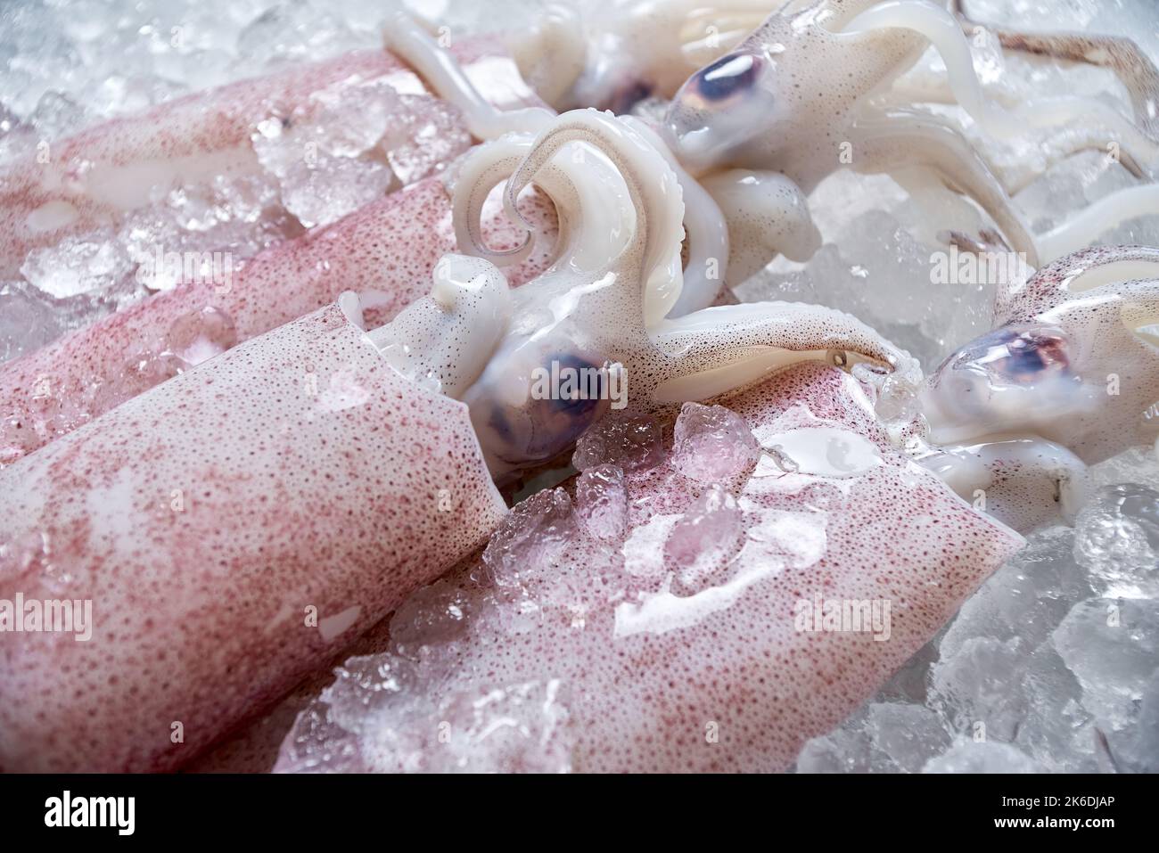 The squids on the ice Stock Photo Alamy