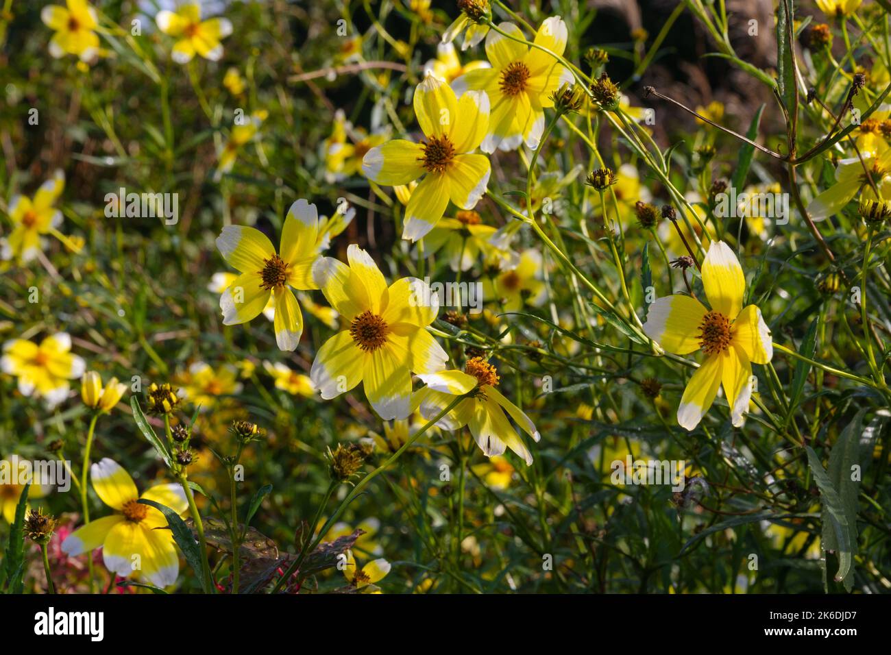 Bidens aurea the arizona beggar tick, a vigorous bushy short lived