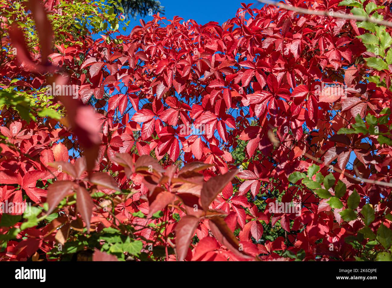 Virginia creeper (Parthenocissus quinquefolia) in vibrant fall color on a sunny autumn day Stock Photo