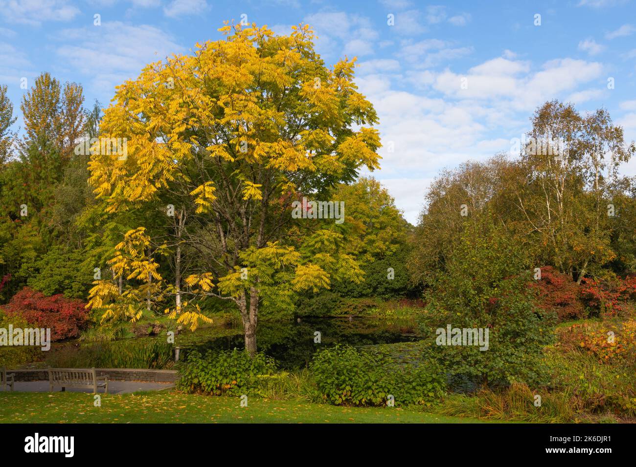 View over the lake with the stunning toona sinensis or chinese cedar