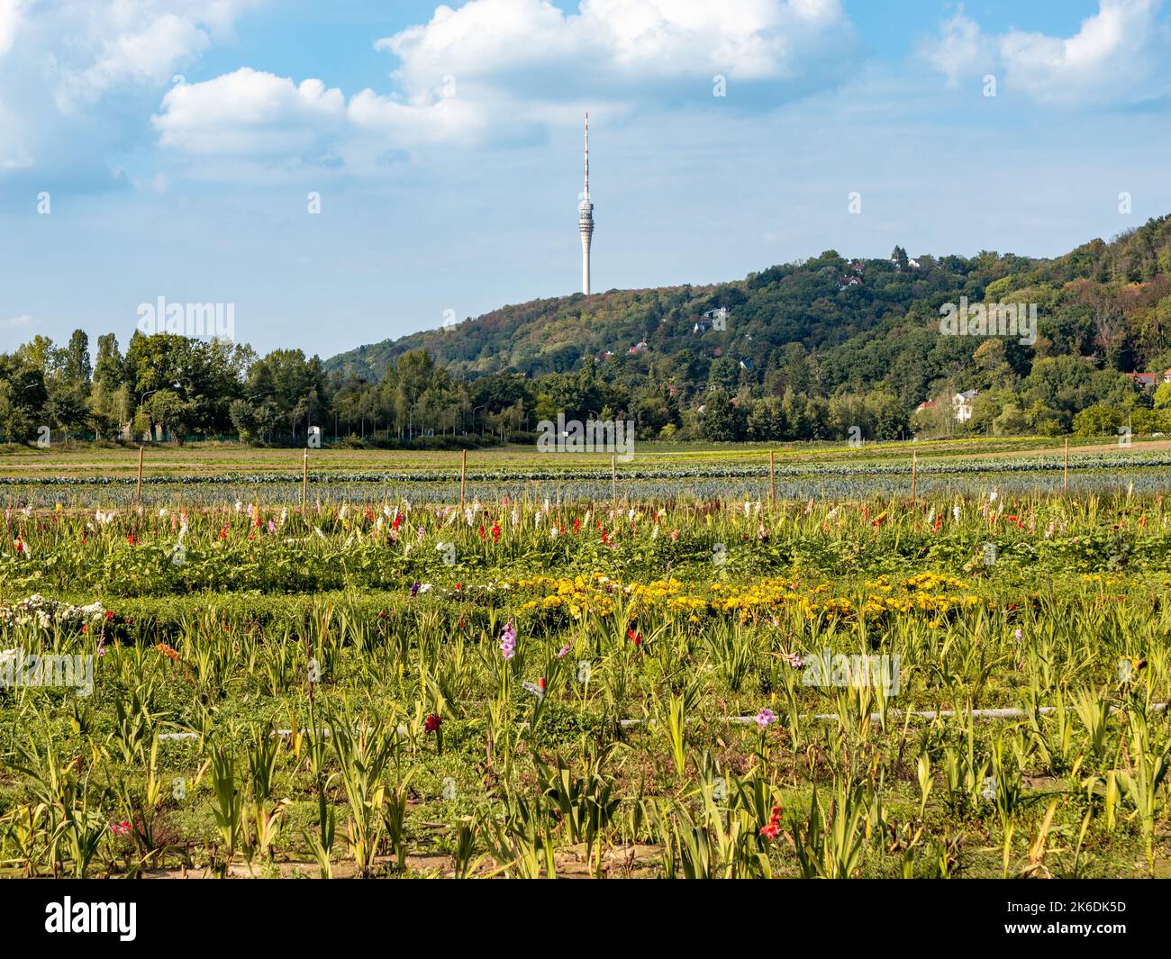 Agricultural field with flowers in a landscape with the famous tv tower