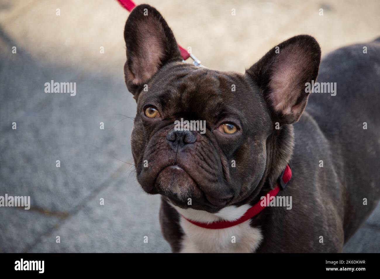 Little dog, molosso Stock Photo