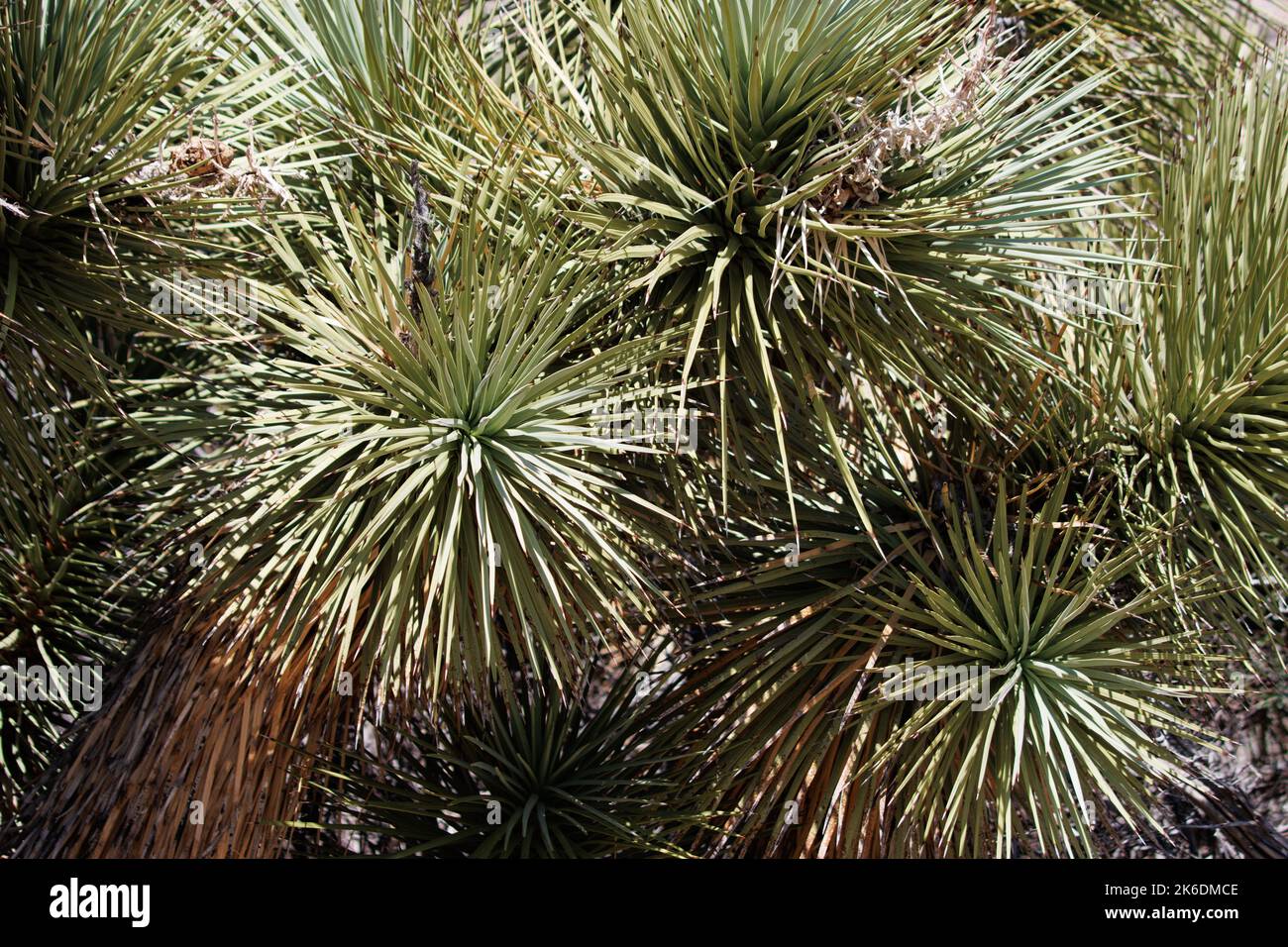 Green simple rosetted distally cuspidate glabrous linear leaves of Yucca Brevifolia, Asparagaceae, native in the San Bernardino Mountains, Summer. Stock Photo