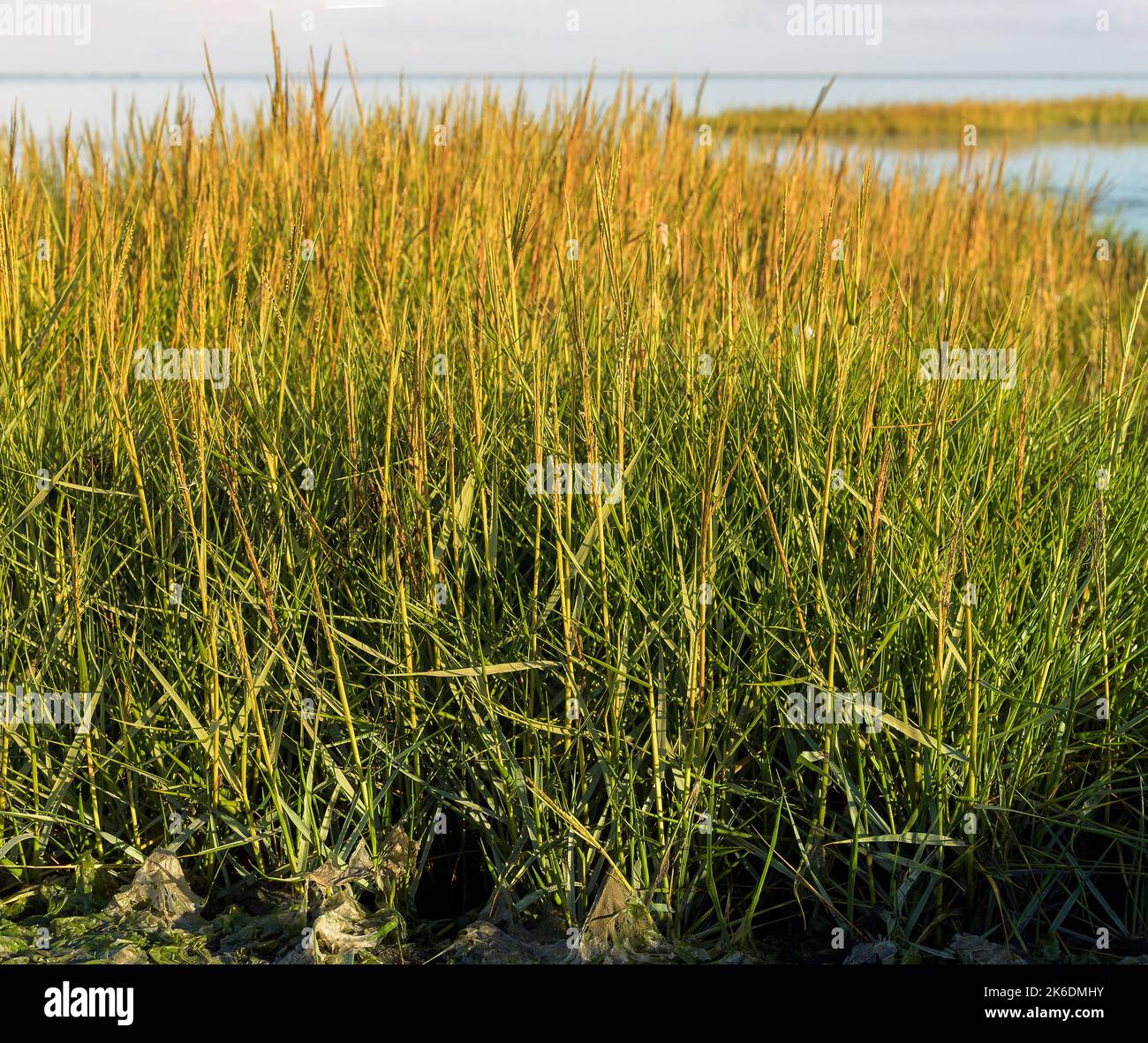 Cordgrass (Spartina x townsendii) at Vesterende, Ballum (part of Wadden Sea National Park), south-.western Jylland, Denmark. Stock Photo