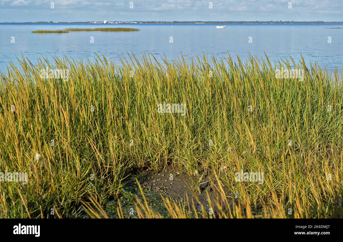 Cordgrass (Spartina x townsendii) at Vesterende, Ballum (part of Wadden Sea National Park), south-.western Jylland, Denmark. Stock Photo