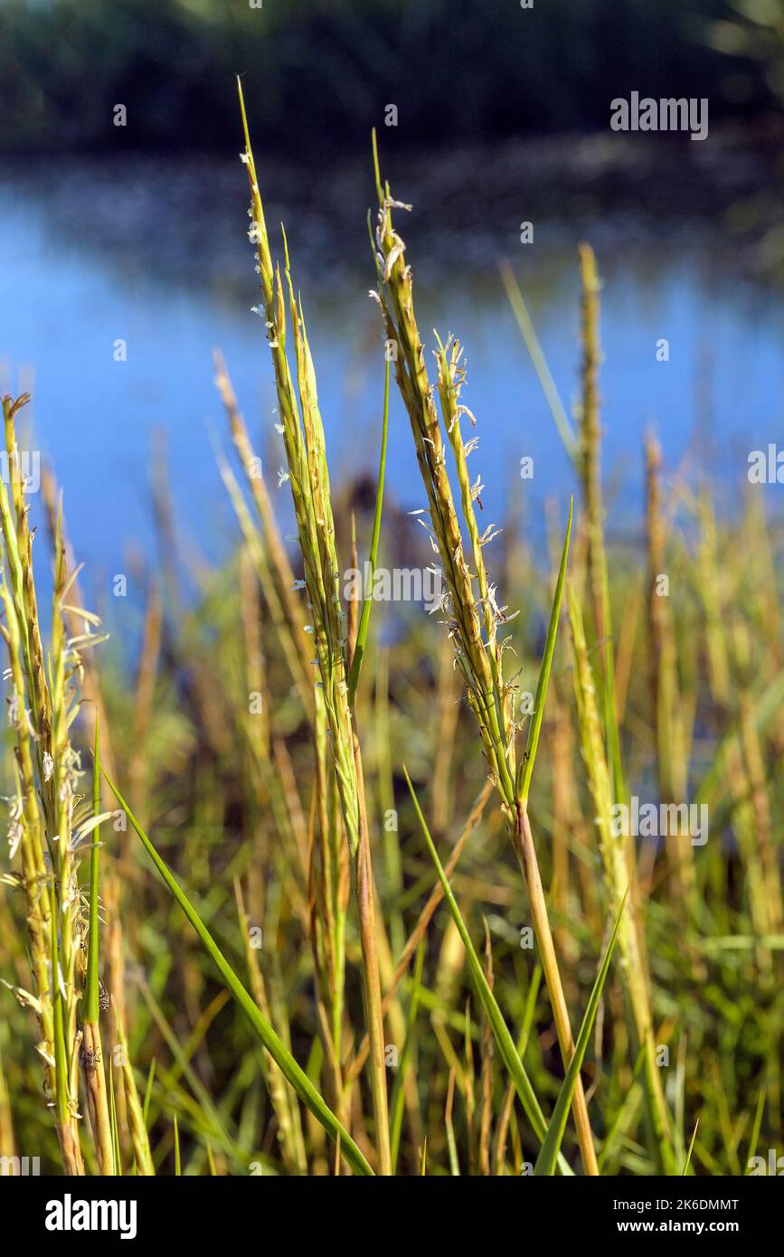 Cordgrass (Spartina x townsendii) at Vesterende, Ballum (part of Wadden Sea National Park), south-.western Jylland, Denmark. Stock Photo