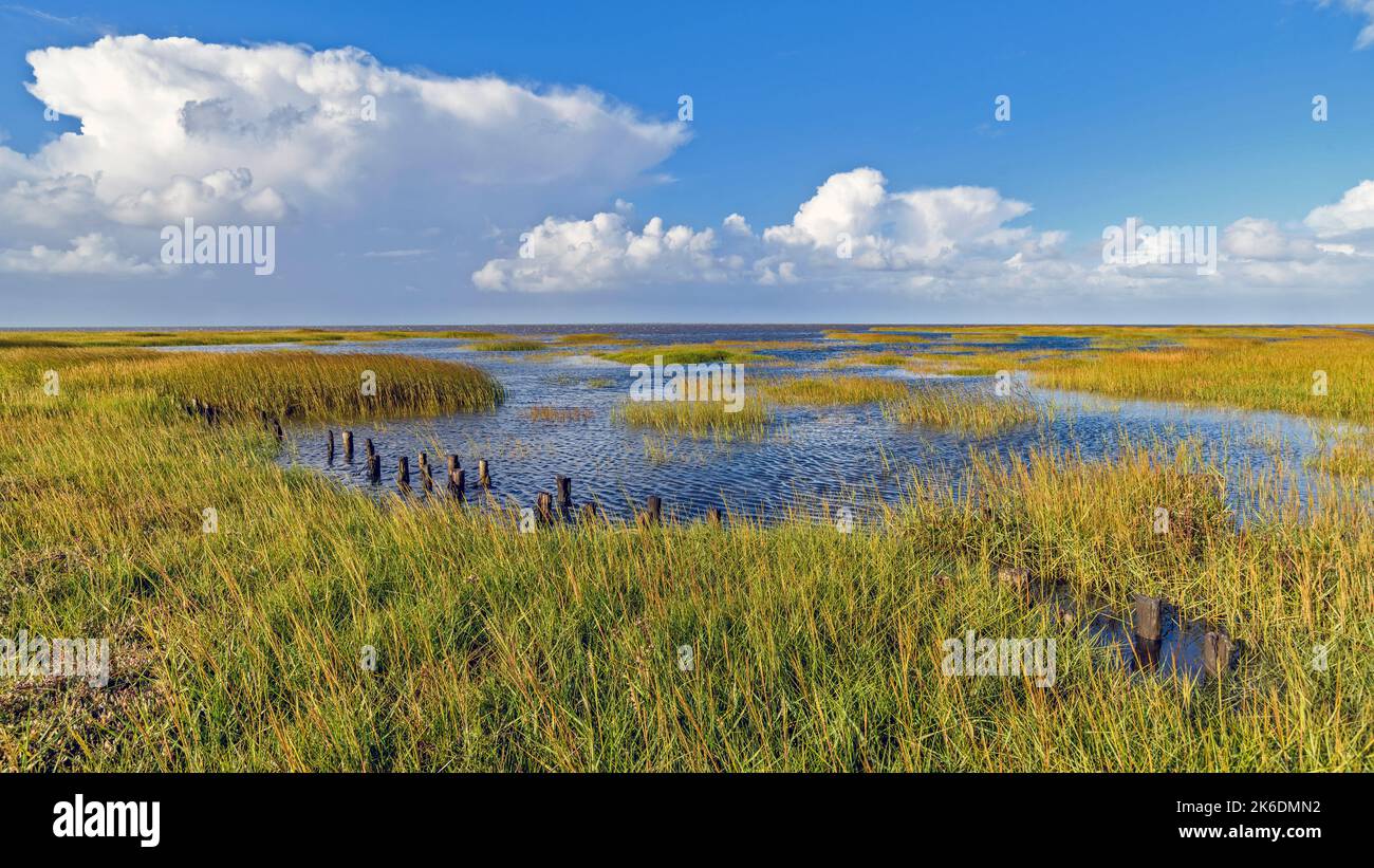 Salt marsh with cordgrass (Spartina x townsendii) at the mainland where Laaningsvejen (the tidal road to Mandö Island starts), south-western Jylland, Stock Photo