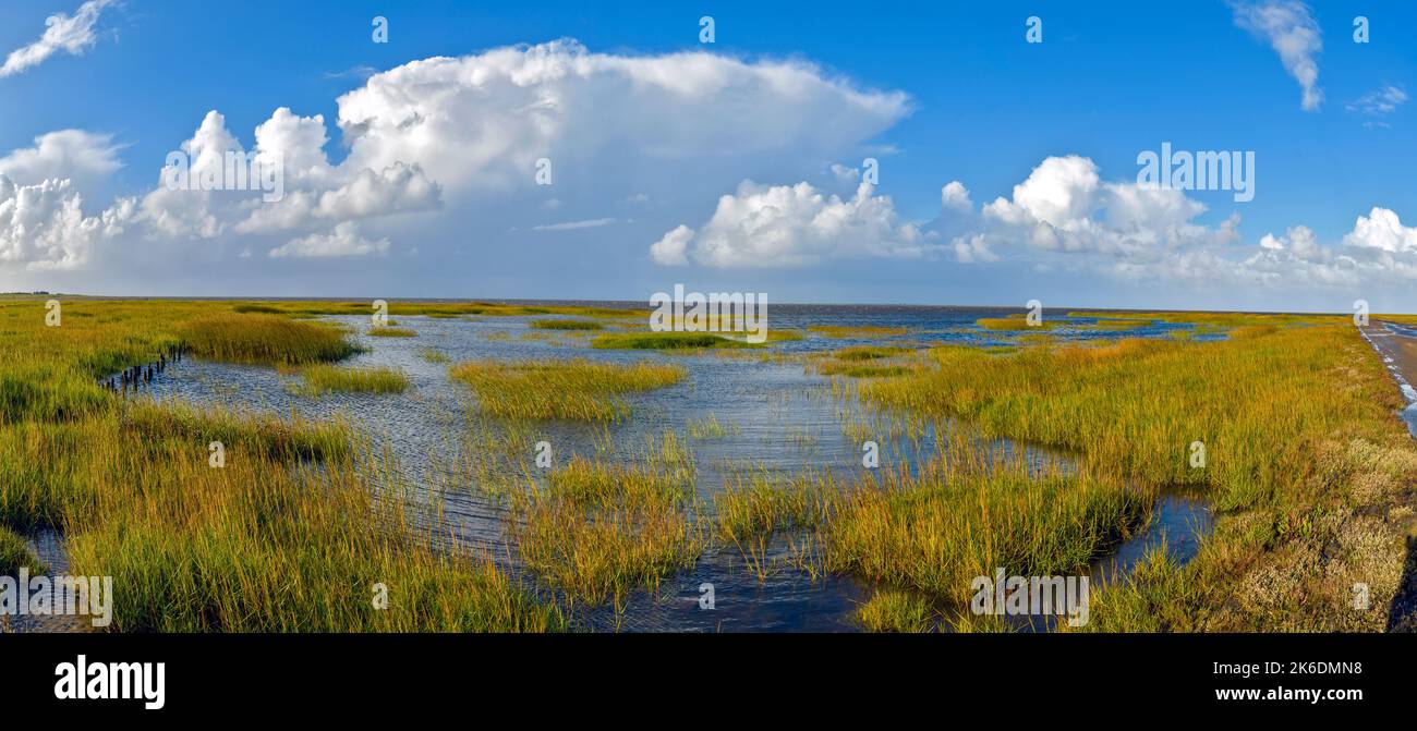 Salt marsh with cordgrass (Spartina x townsendii) on the mainlad close to Laaningsvejen (the road to Mandö Idsland), south-western Jylland, Denmark. Stock Photo