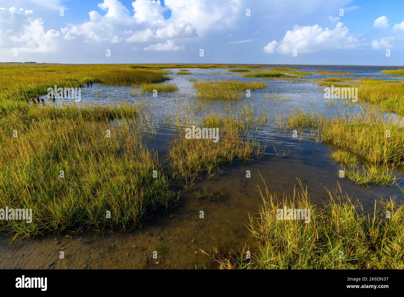 Salt marsh with cordgrass (Spartina x townsendii) at Mandö Idsland, south-western Jylland, Denmark.  Part of Wadden Sea National Park. Stock Photo