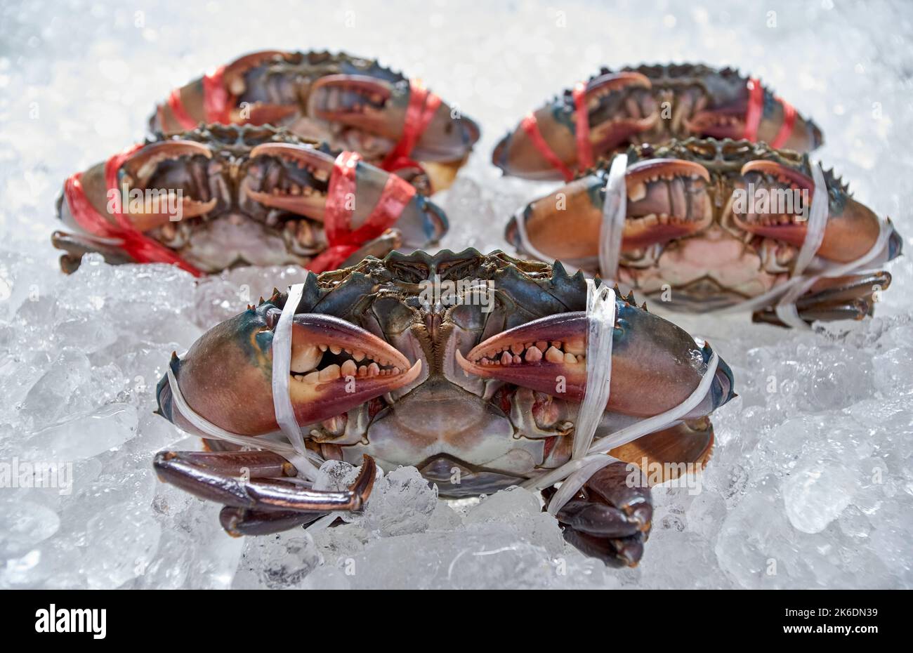 The black crab was tied and placed on the ice Stock Photo Alamy
