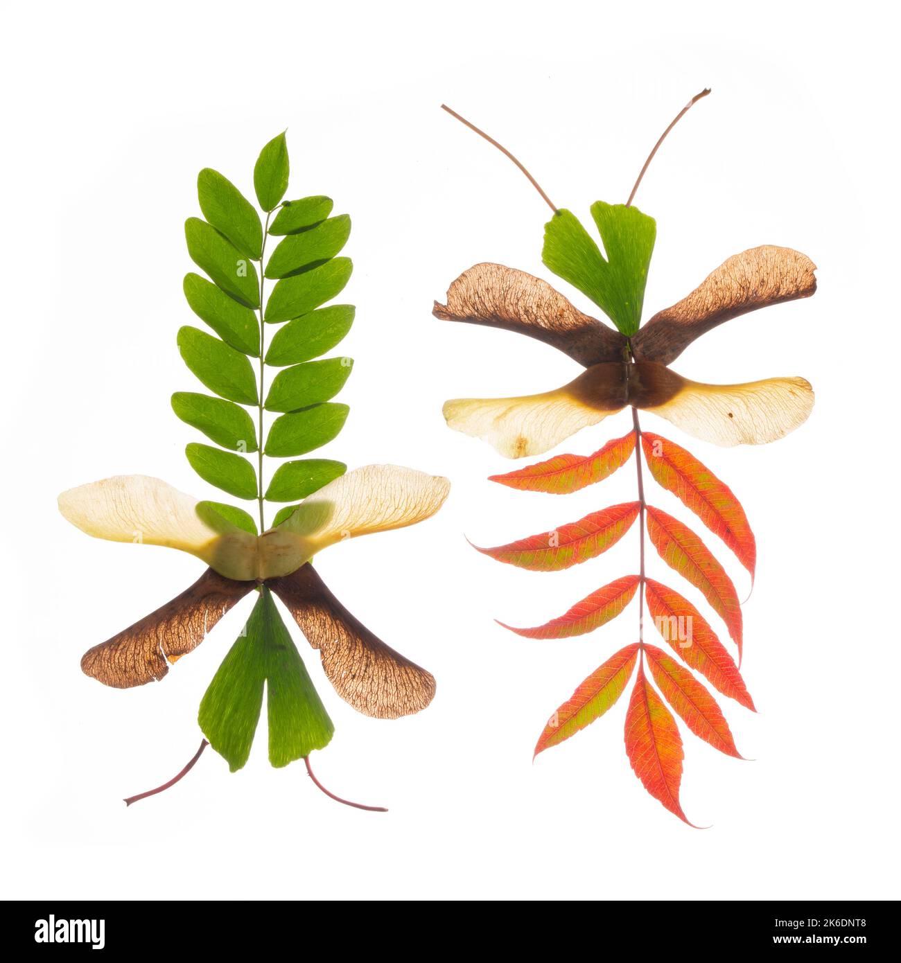 Collage craft dragon flies, autumn crafts made of natural materials. Stock Photo