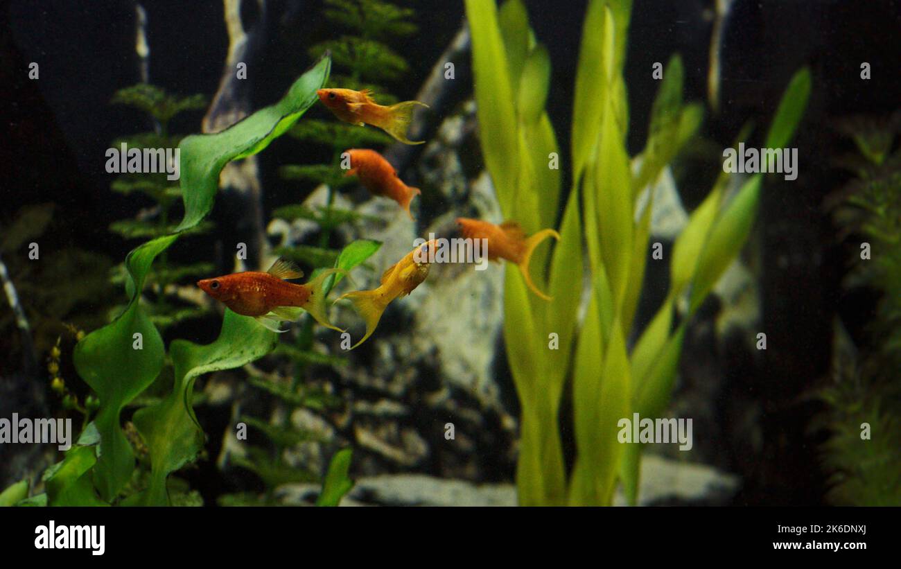 A group of adorable small Common molly fish swimming in the aquarium Stock Photo