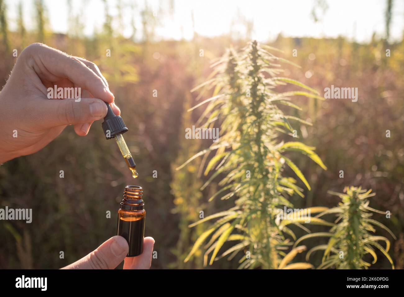 Hand holding pipette bottle filled with hemp seed oil at the cannabis