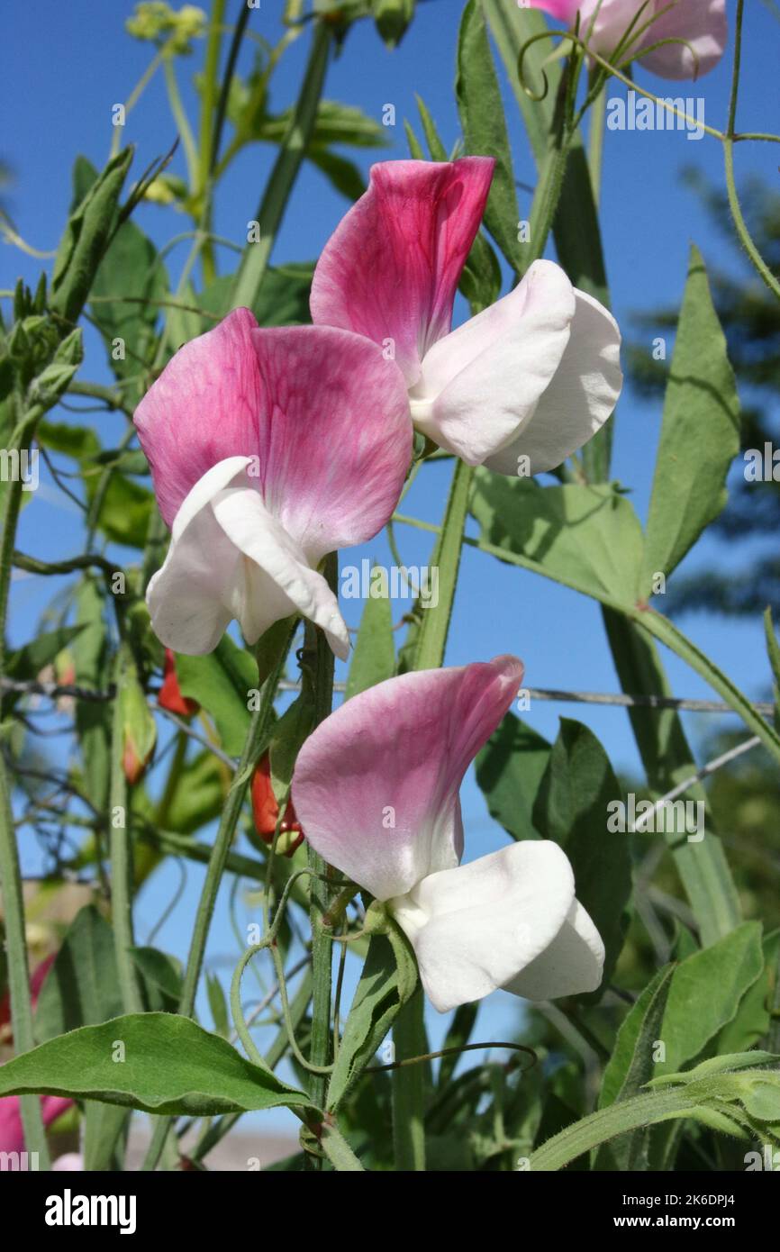 Sweet Pea (Lathyrus odoratus 'Painted Lady') flowers against blue sky.. Stock Photo
