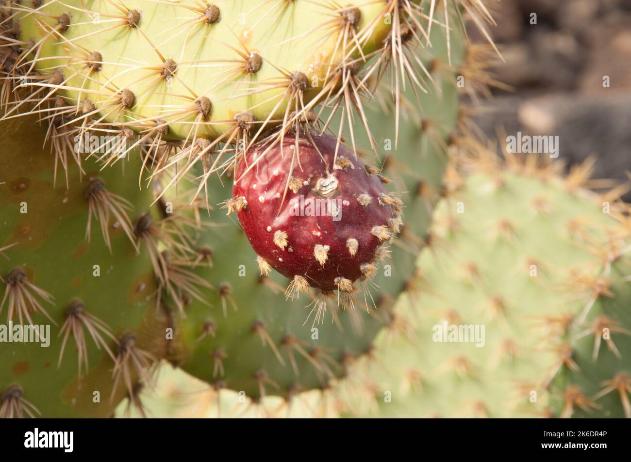 Prickly Pear, Cactus Garden, Guatiza, Lanzarote, Canary Islands. The
