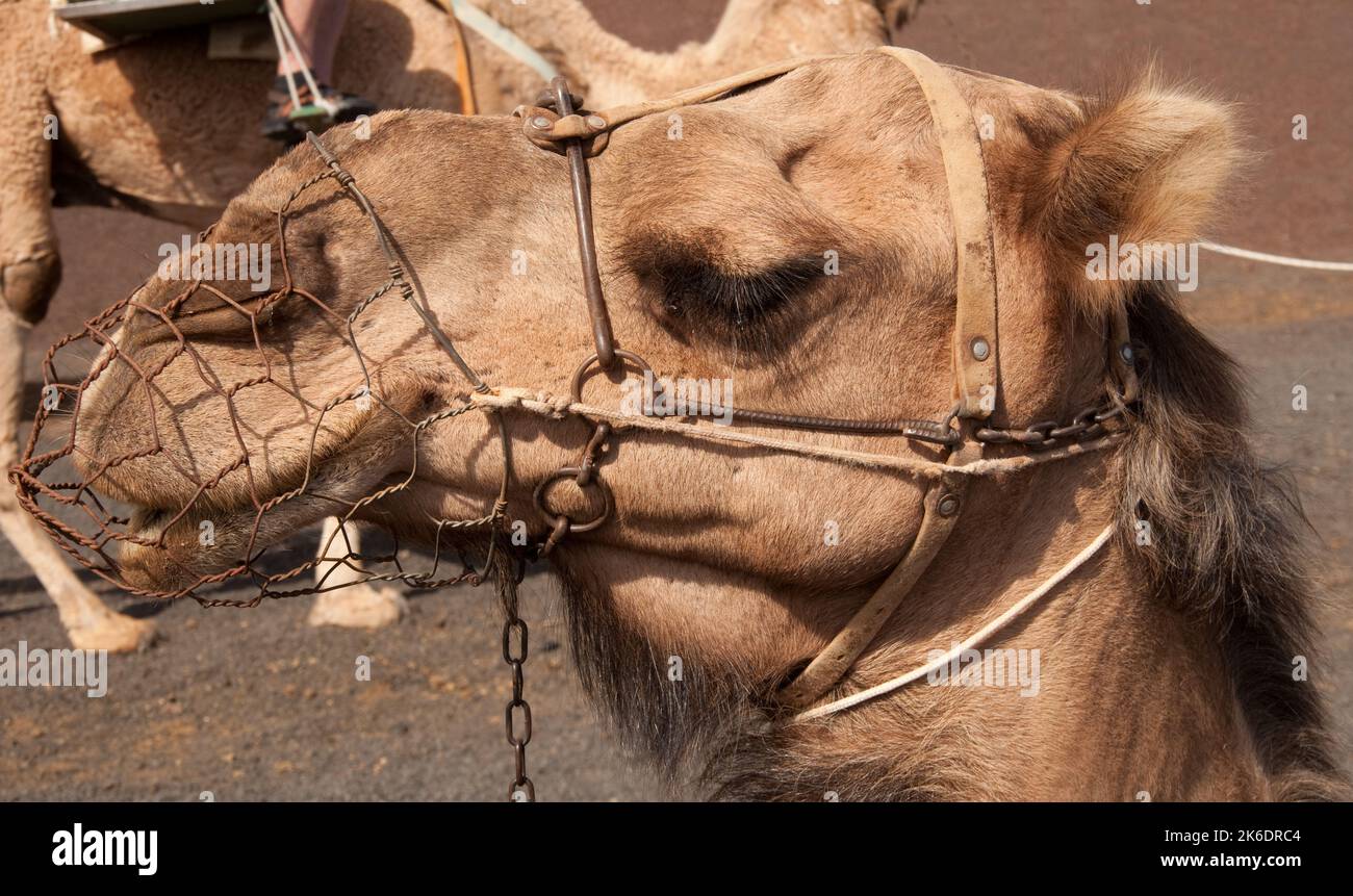 Camel, Timanfaya National Park, Lanzarote, Canary Islands. Several ...