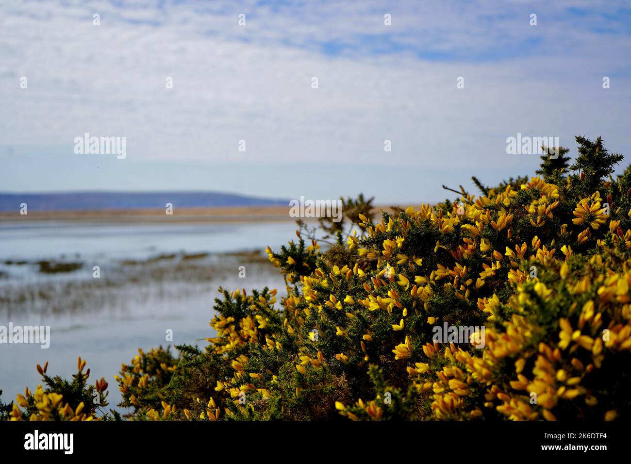 Coastal Gorse Bush Stock Photo Alamy