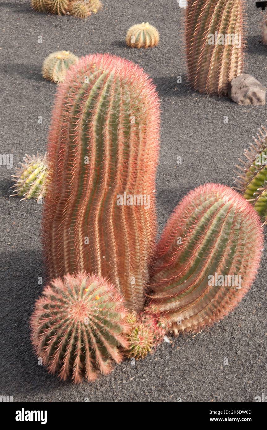 Seguaro Cacti (Carnegiea gigantea) , Cactus Garden, Guatiza, Lanzarote, Canary Islands.  The Cactus Garden was designed by Cesar Manrique. Stock Photo