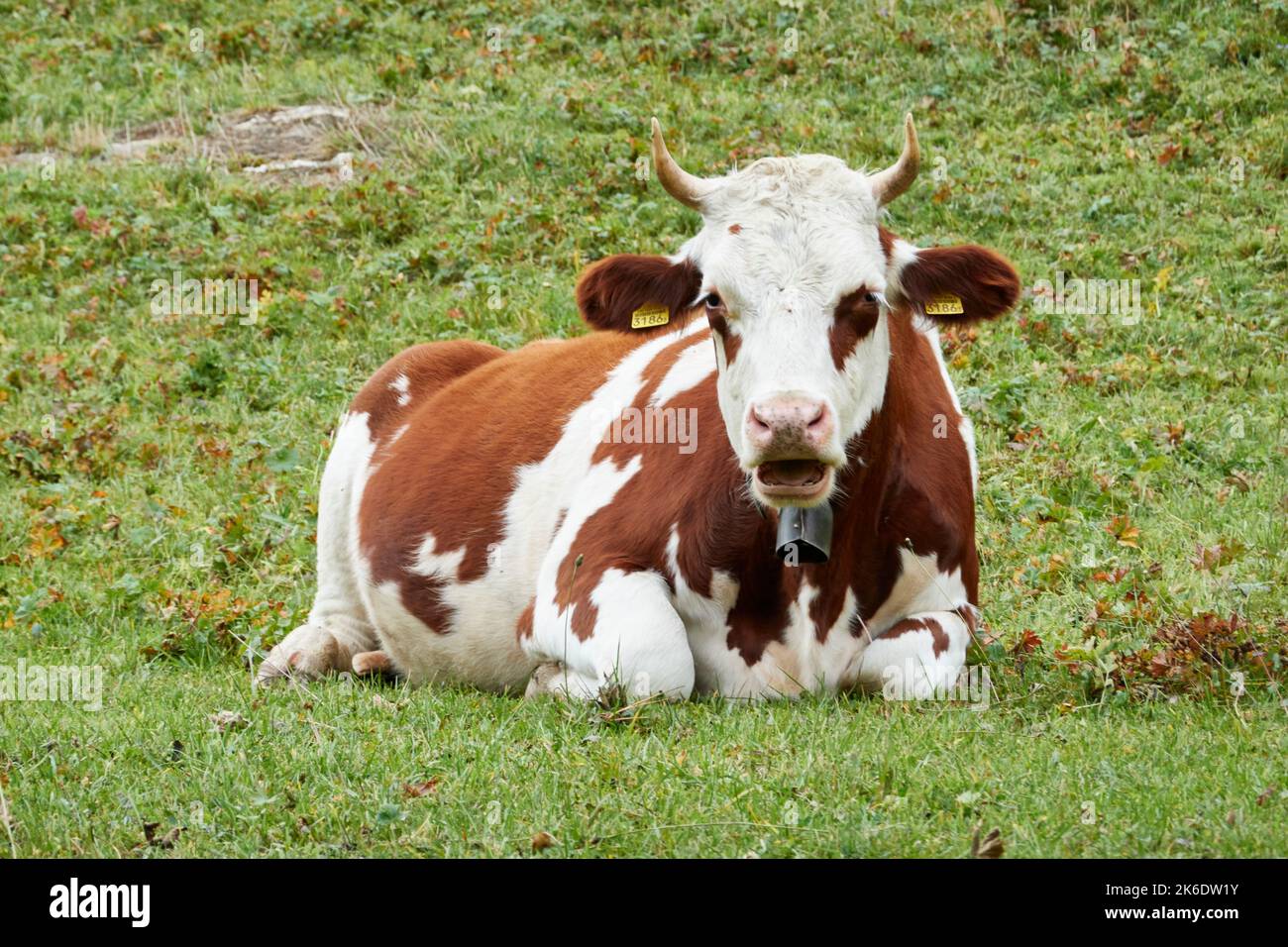 A spotted cow (Bos taurus) lying in a green meadow Stock Photo - Alamy