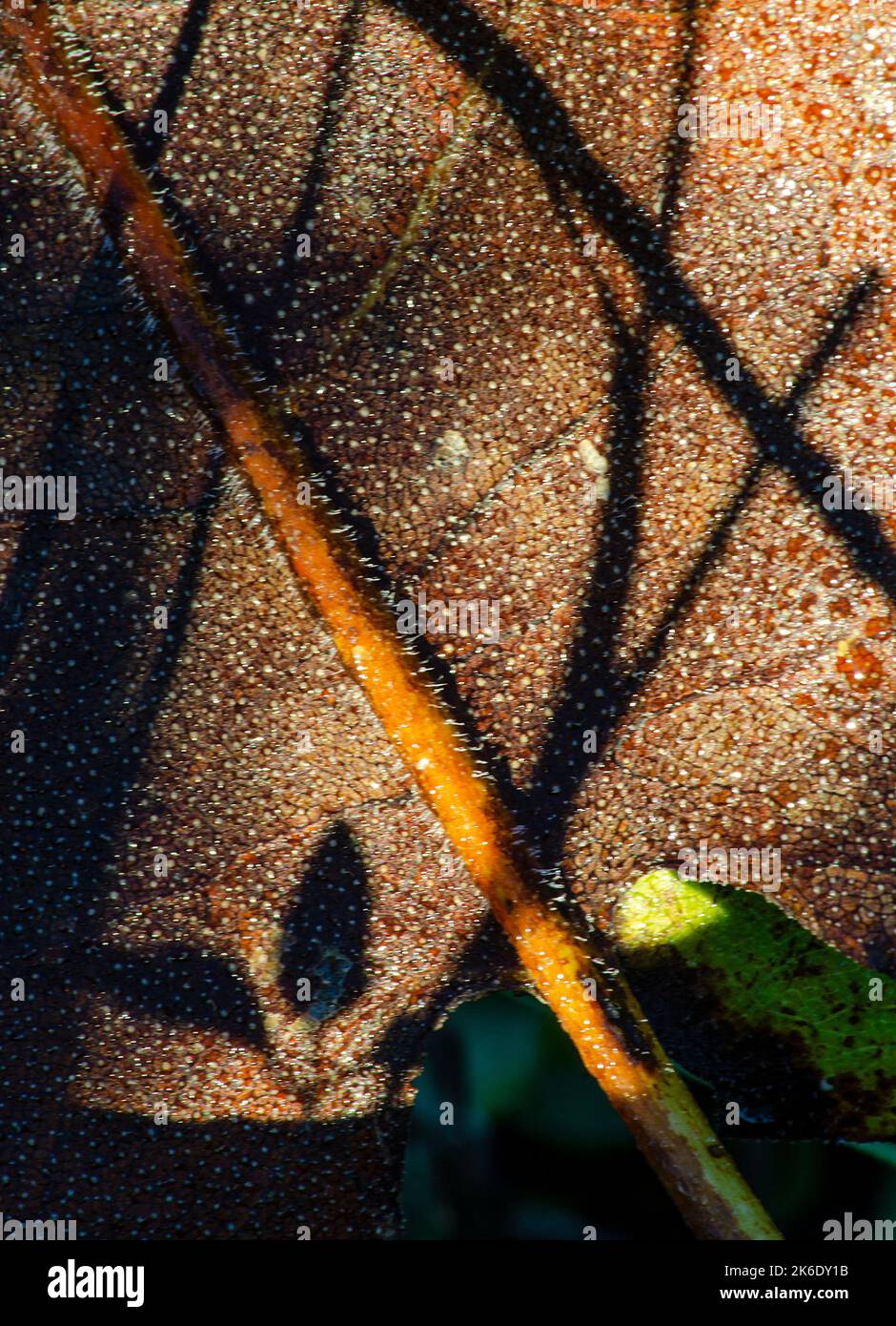 Prairie Dock leaves dry up and turn brown in morning direct light provides shadows, Springbrook Prairie Forest Preserve, DuPage County, IL Stock Photo