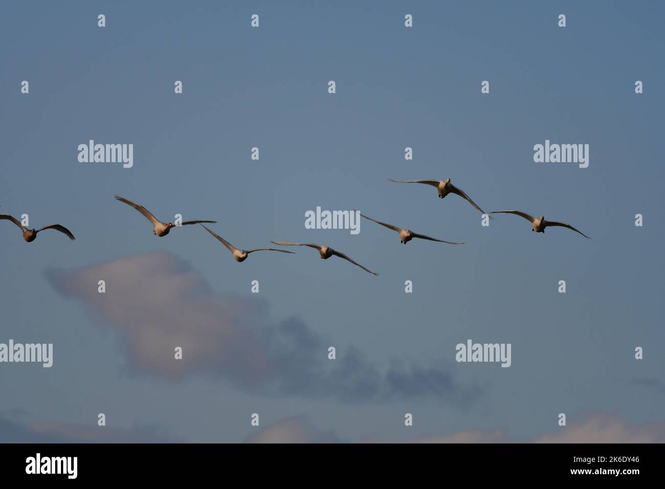 Whooper Swans Cygnus cygnus at Loch Leven RSPB Scotland Stock Photo - Alamy