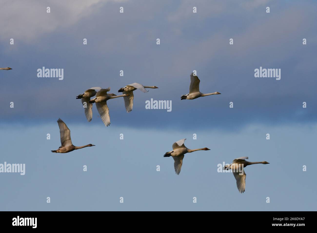 Whooper Swans Cygnus cygnus at Loch Leven RSPB Scotland Stock Photo - Alamy
