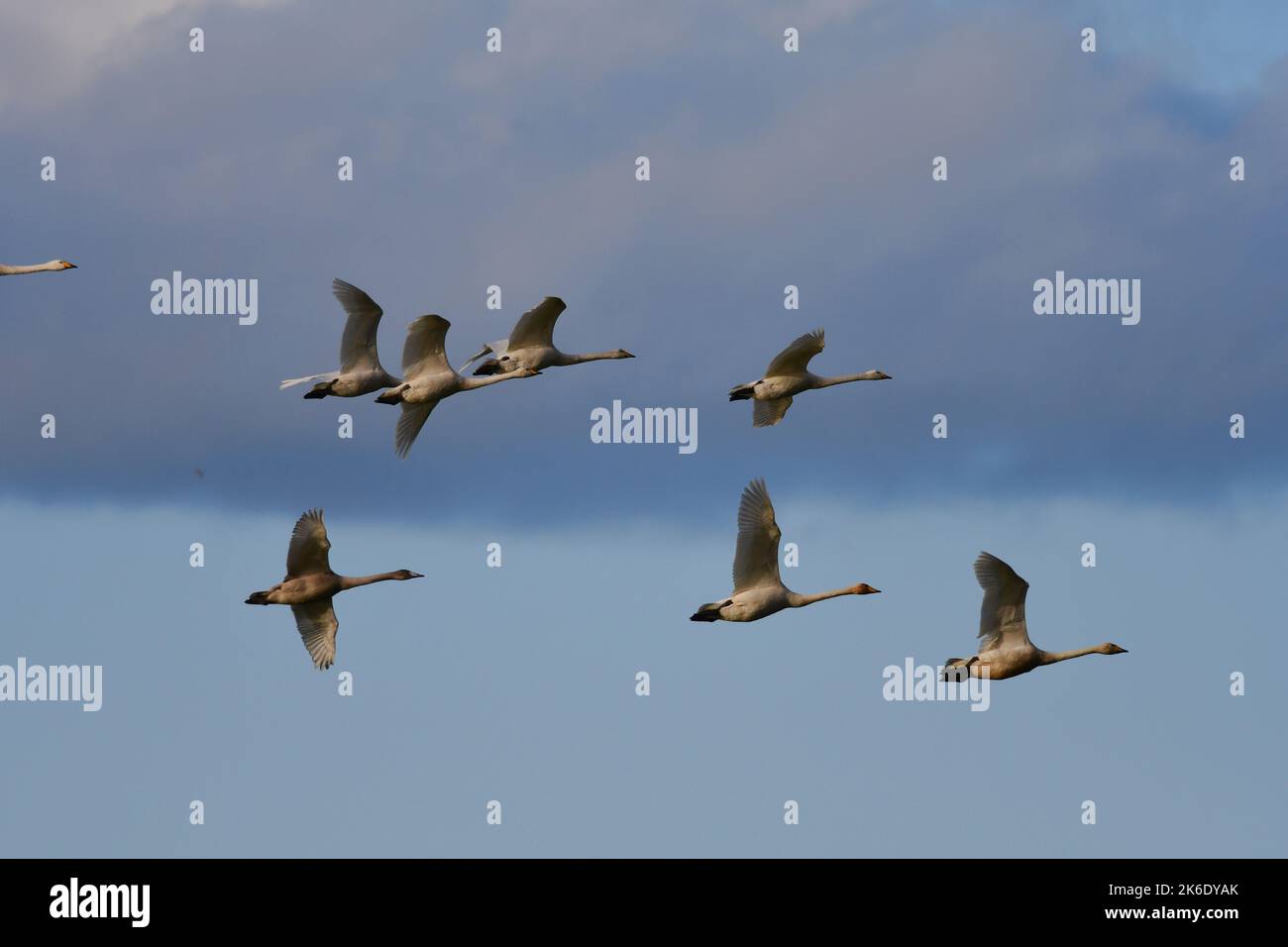 Whooper Swans Cygnus cygnus at Loch Leven RSPB Scotland Stock Photo - Alamy