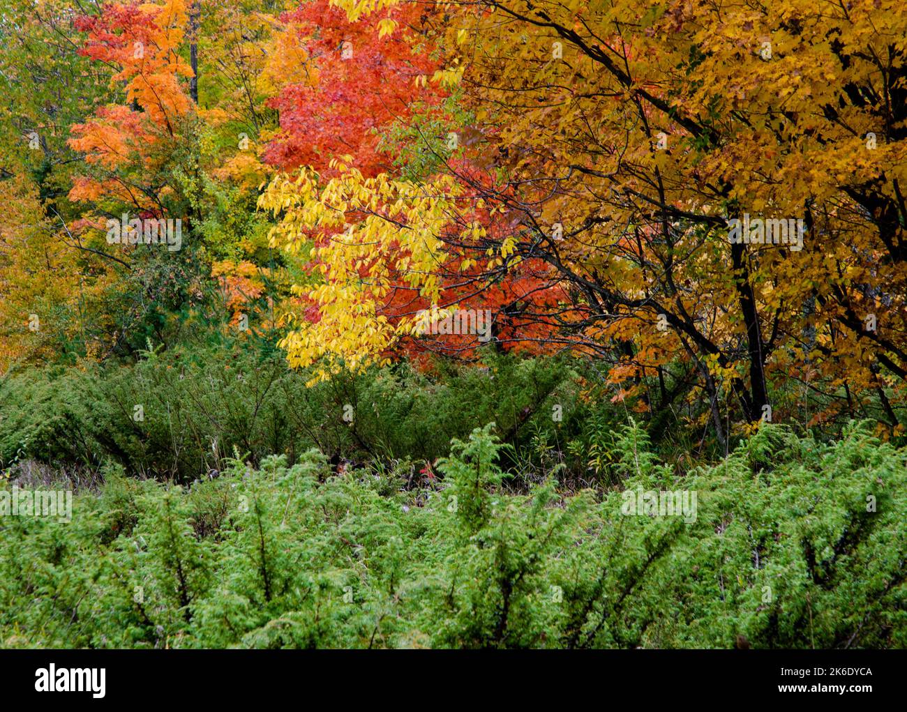 A forest edge shows maple and other autumn foliage against a foreground
