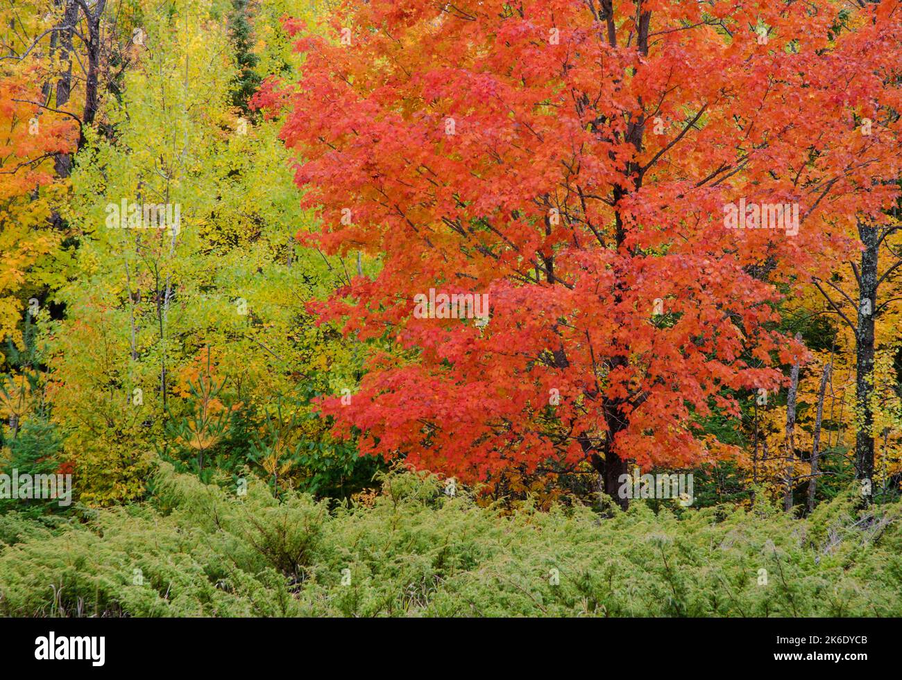 A red maple glows on the edge of a forest in Door County, Wisconsin