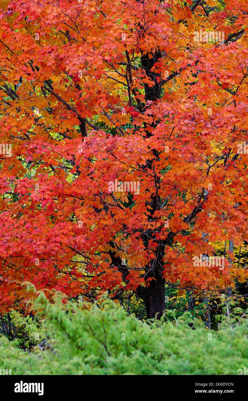 A Red Maple tree is contrasted with green juniper bushes, Door County