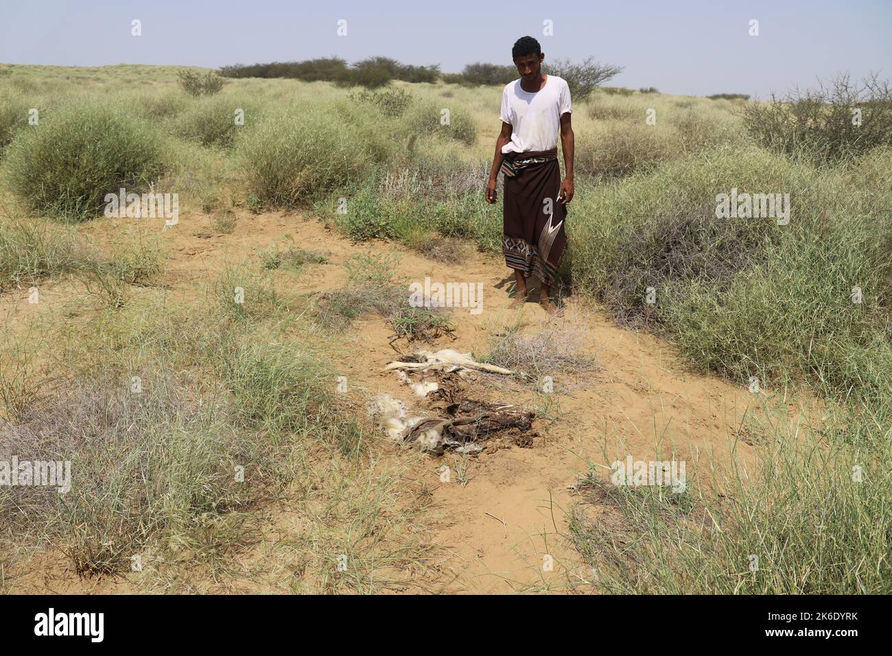 Abs, Yemen. 13th Oct, 2022. A farmer stands next to the carcass of his