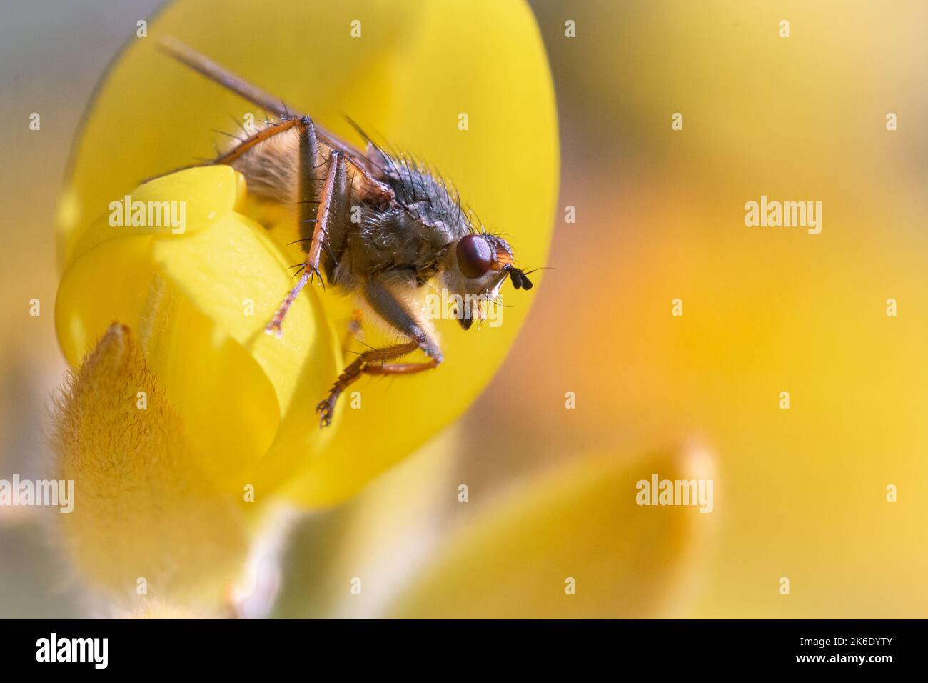 A house fly (Phaonia rufiventris) sits on a gorse flower in the ancient woodland at Hawcombe Wood in West Somerset Stock Photo