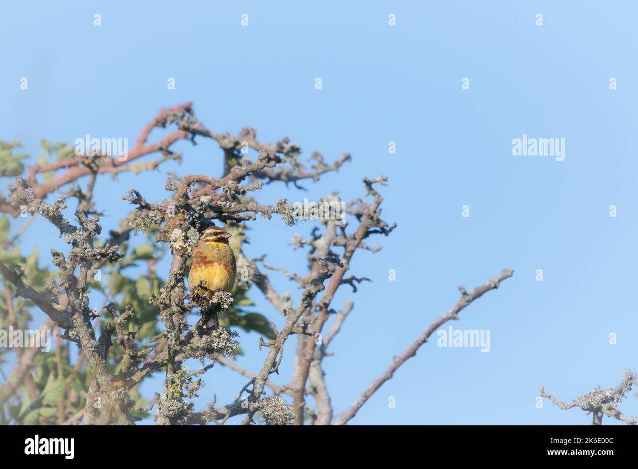 A cirl bunting (Emberiza cirlus) sits in a hedge watching the world at Labrador Bay in Devon Stock Photo