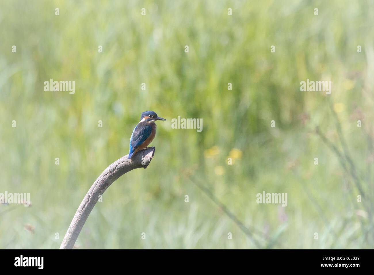 The bright blue kingfisher (Alcedo atthis) perches on a stick as he fishes at Slimbridge Stock Photo