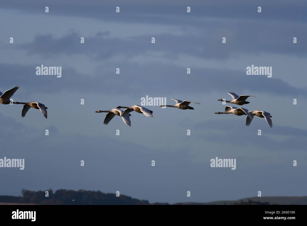 Whooper Swans Cygnus cygnus at Loch Leven RSPB Scotland Stock Photo - Alamy