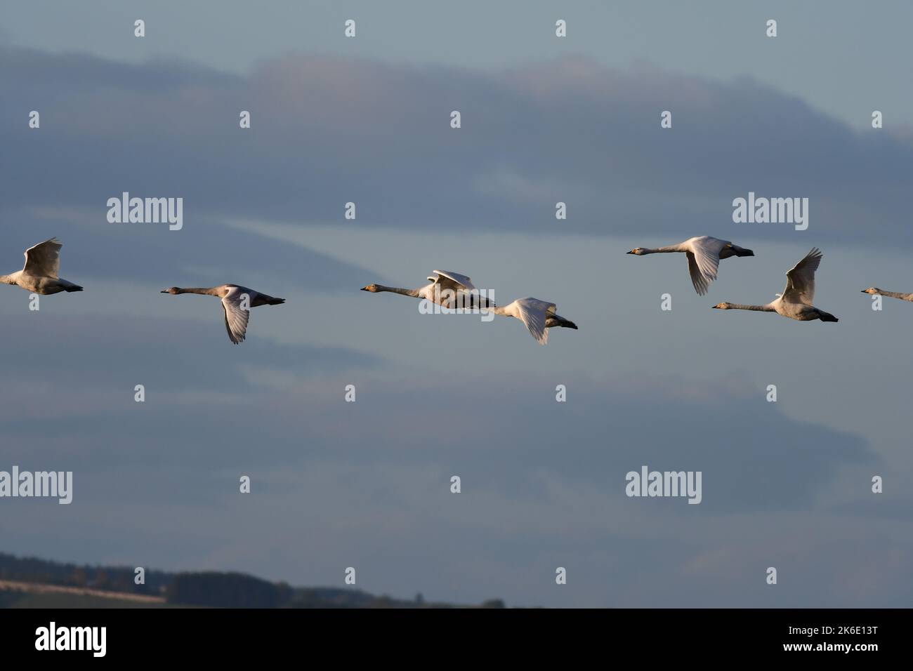Whooper Swans Cygnus cygnus at Loch Leven RSPB Scotland Stock Photo - Alamy