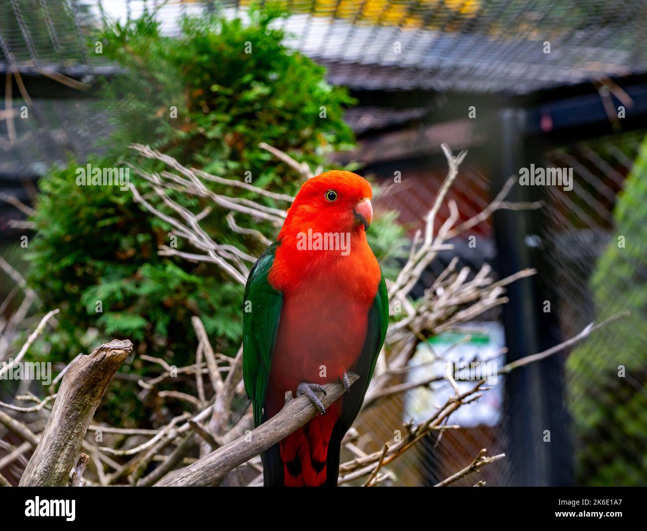 Image showcasing King Parakeet (Alisterus scapularis) in an aviary Stock Photo - Alamy