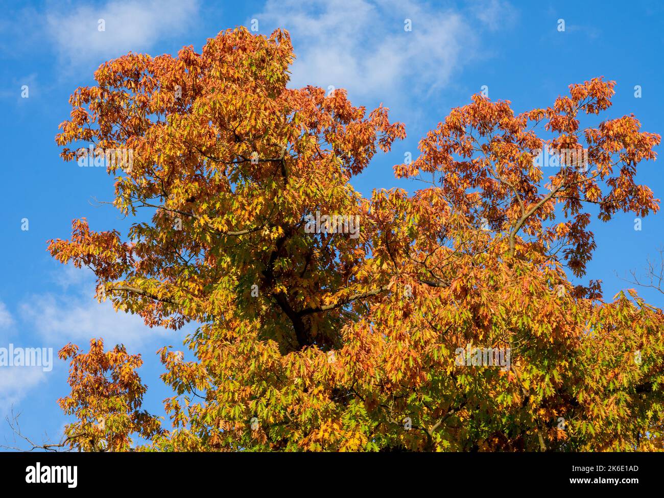 Oak tree with colorful leaves in autumn Stock Photo