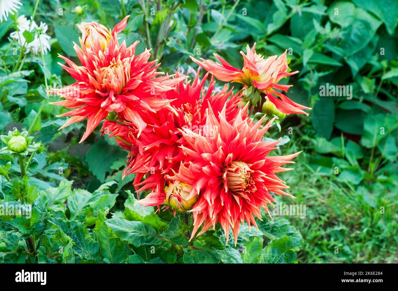Close up of Dahlia Show N Tell a red and yellow Giant Semi Cactus flowering dahlia that  is a half hardy frost tender deciduous perennial Stock Photo