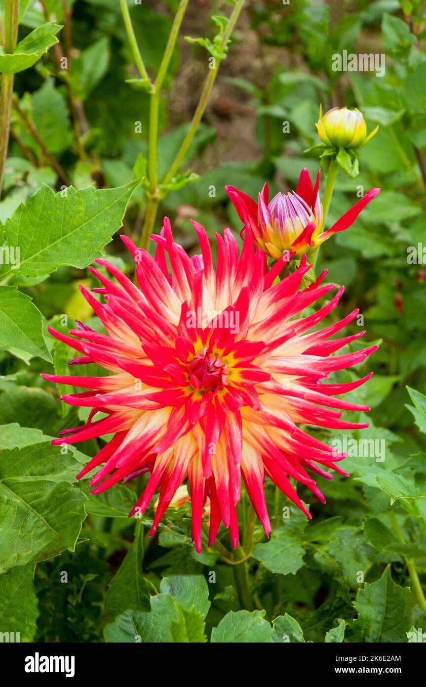 Close up of Dahlia Kambi a red and yellow Cactus flowering dahlia that  is a half hardy frost tender deciduous perennial. Stock Photo