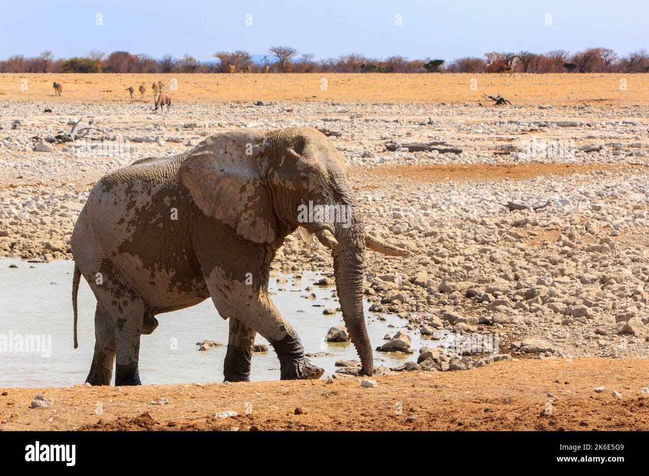 Close up of an African Elephant walking out of a waterhole. He is partially wet, and there is caked mud to protect his skin.  There are other animals Stock Photo