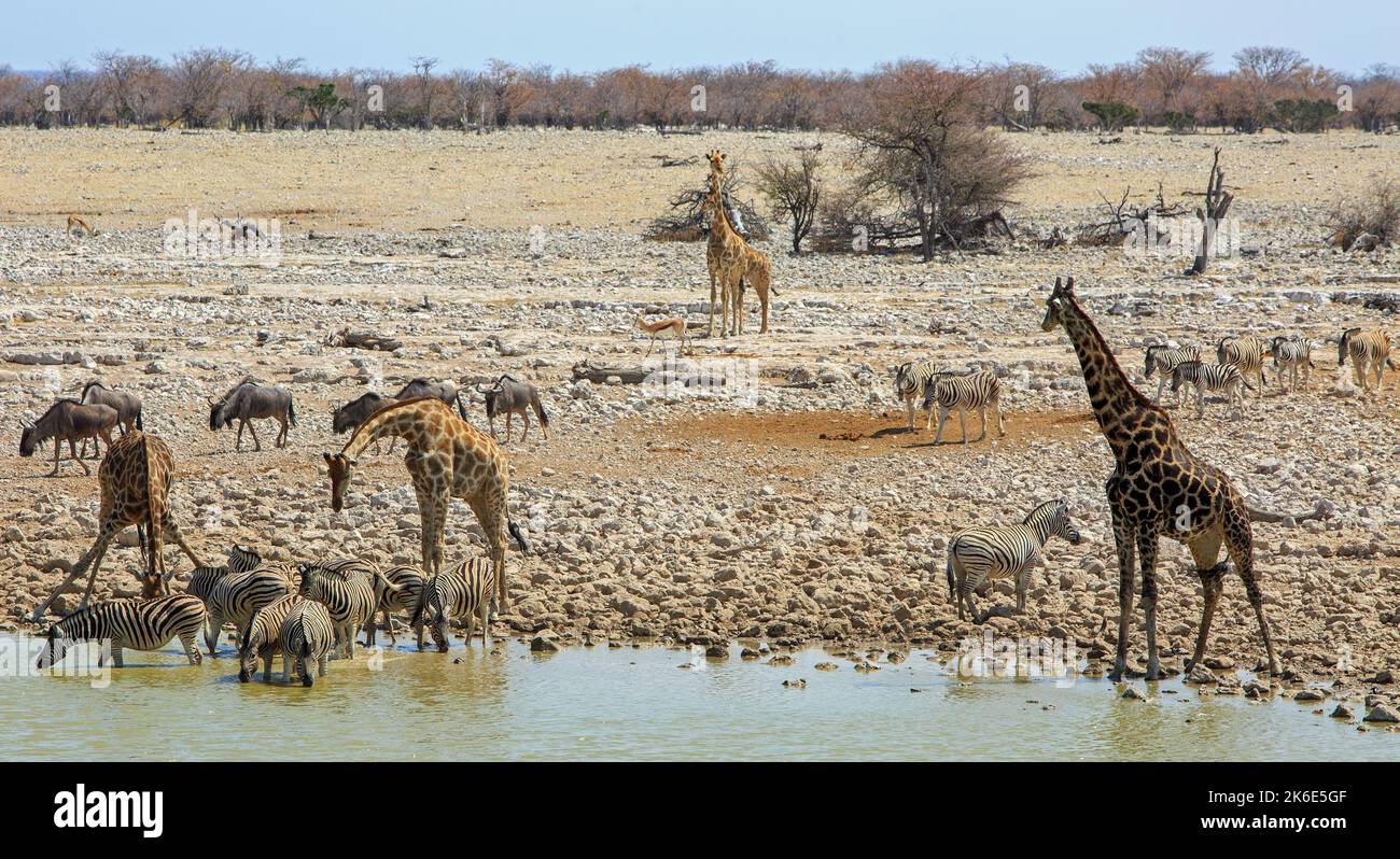 View from Camp in Okaukeujo - a vibrant waterhole where animals come to quench their thirst including Giraffe, Wildebeest,Springbok and Zebra Stock Photo