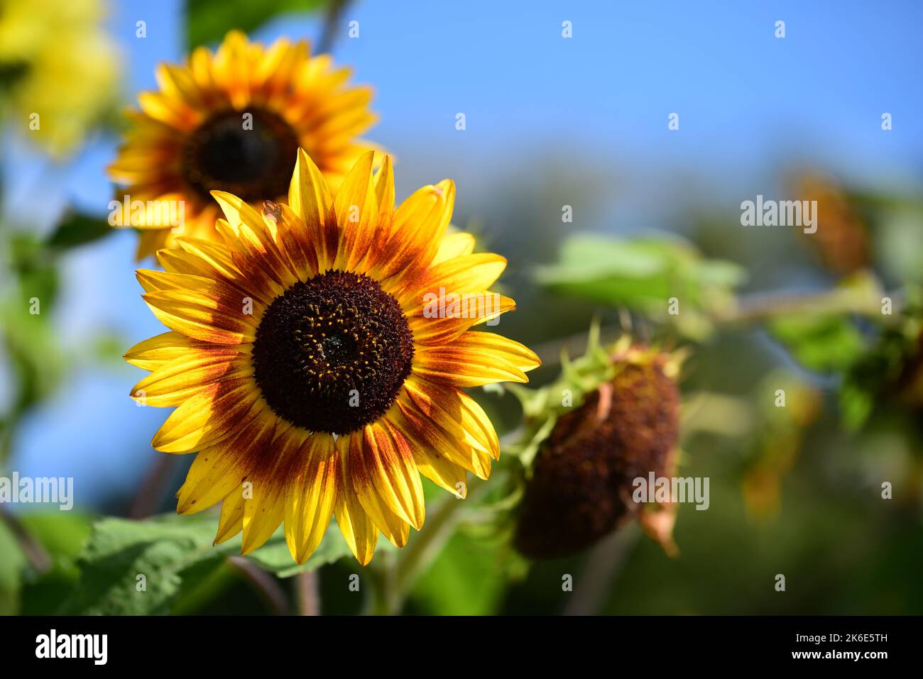 Yellow and orange sunflowers growing in a the sun Stock Photo Alamy