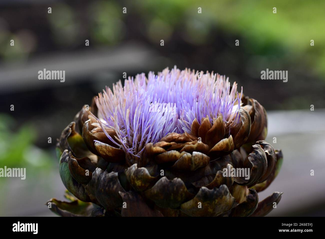Purple flowering globe artichoke Stock Photo