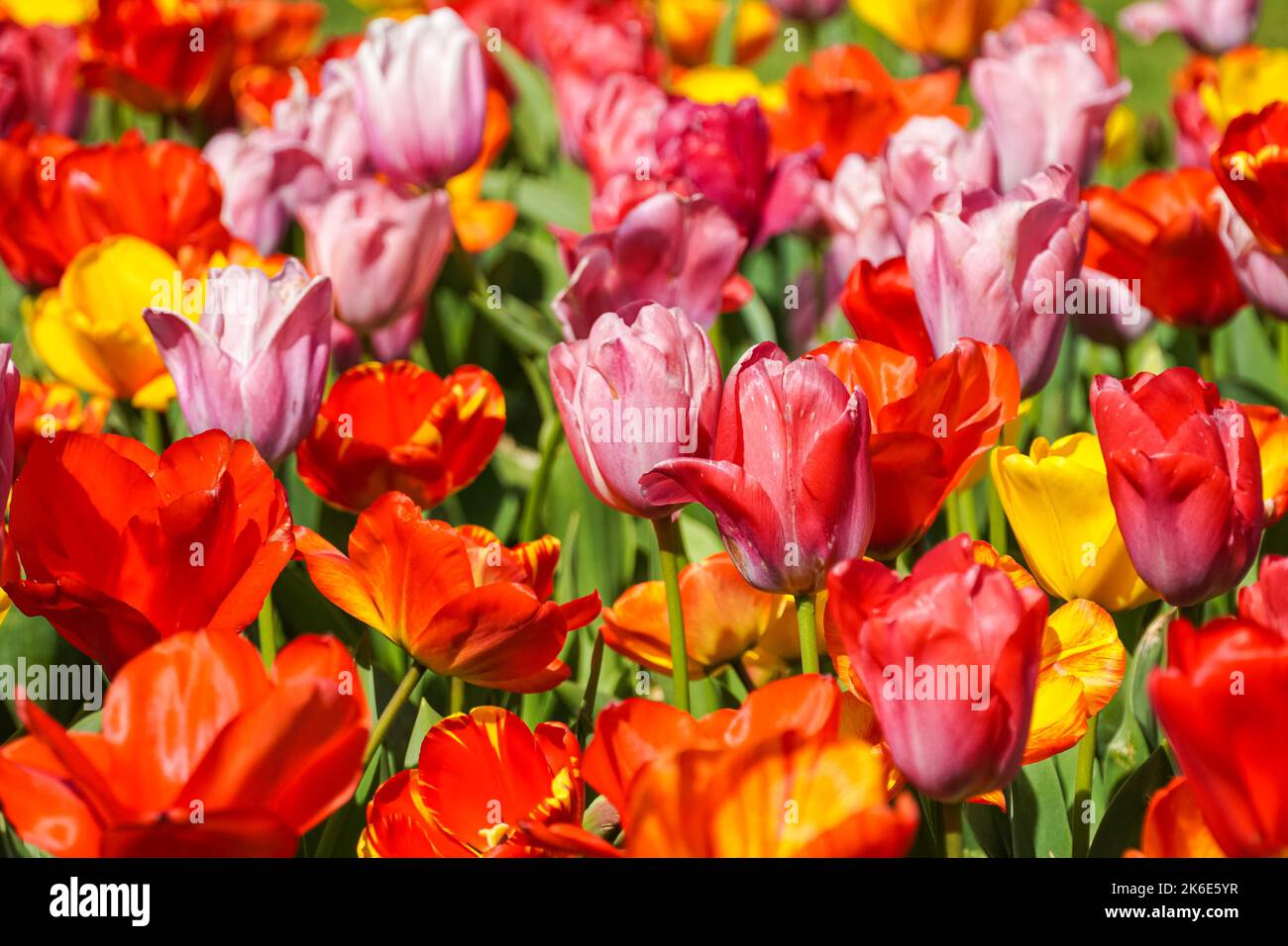 Pink tulips, red tulips and yellow tulips growing on a flowerbed Stock Photo