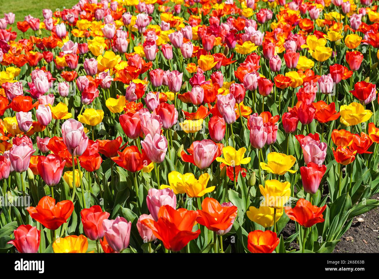 Pink tulips, red tulips and yellow tulips growing on a flowerbed Stock Photo