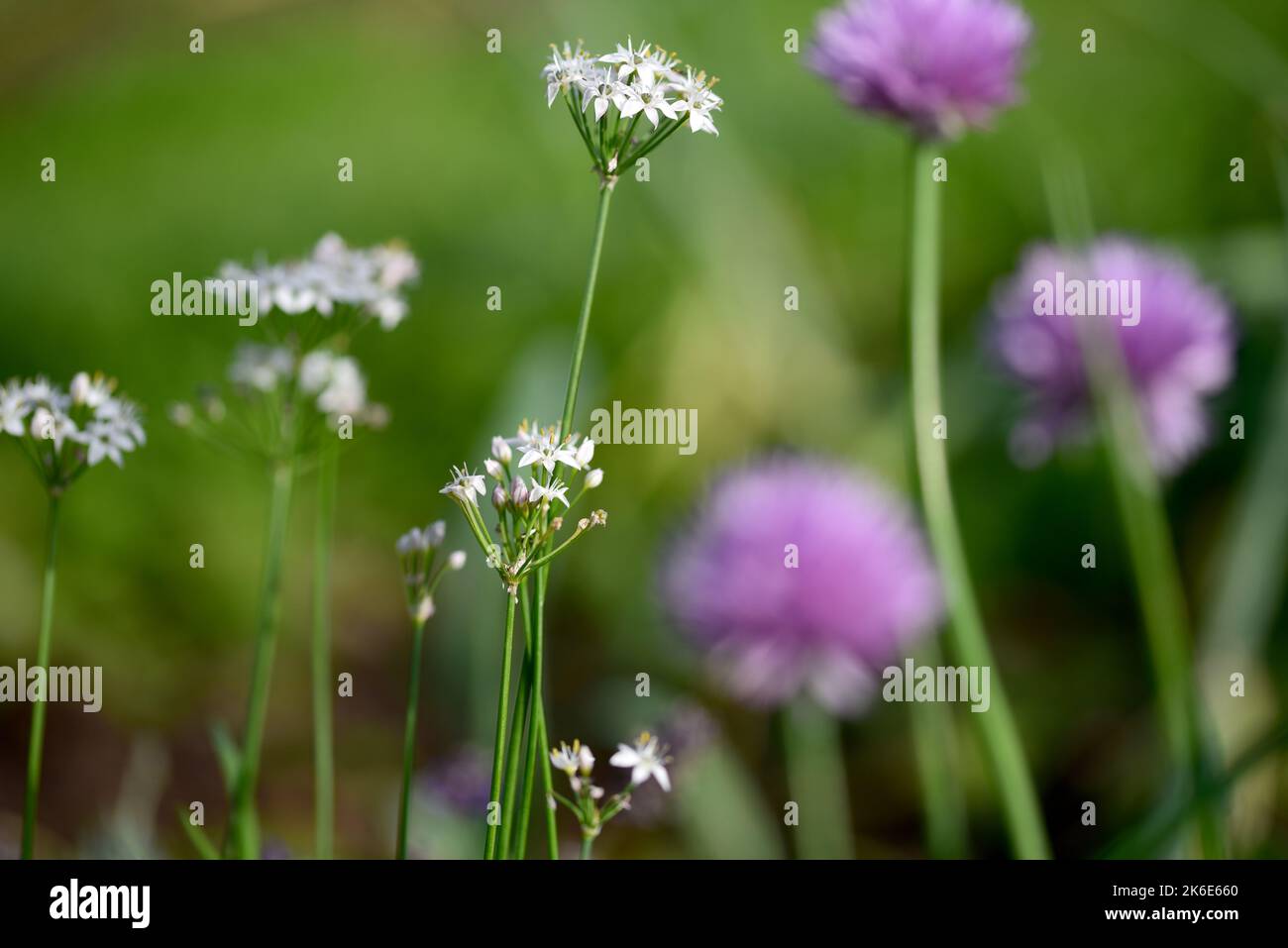Chinese and English chives growing on an allotment at dusk Stock Photo